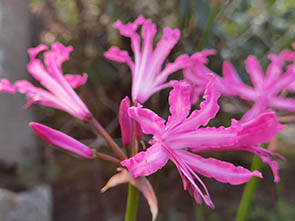 Nerine bowdenii 'Isabel'